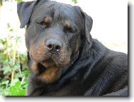 Rottweiler