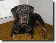 Rottweiler