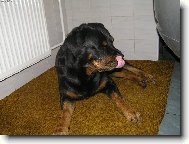 Rottweiler