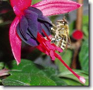 Fuchsia