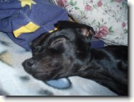 PRAGUE RATTER