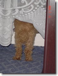 Poodle, Caniche