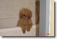 Poodle, Caniche