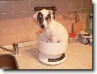 Parson Russel Terrier