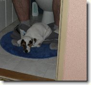 Parson Russel Terrier