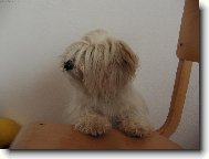 Coton de Tulear