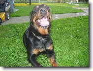 Rottweiler