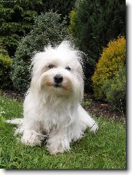 Coton de Tulear