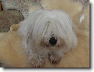 Coton de Tulear