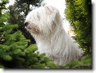 Coton de Tulear