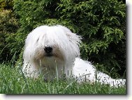 Coton de Tulear