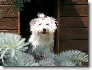 Coton de Tulear