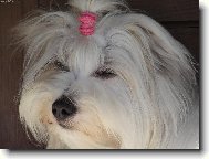 Coton de Tulear