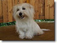Coton de Tulear
