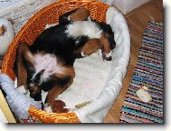 Berner Sennenhund