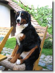 Berner Sennenhund