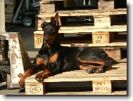 Dobermann, Doberman