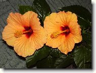 Hibiscus rosa-sinensis