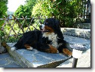 Berner Sennenhund