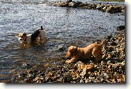 English Cocker Spaniel