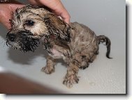 Lhasa Apso