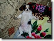 King Charles Spaniel