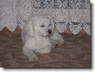 Maltese