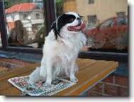 Chin, Japanese Chin