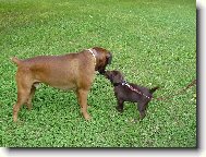 Labrador Retriever
