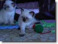 British shorthairs cat