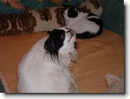 Maltese