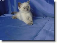 British shorthairs cat