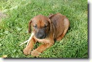 Rhodesian Ridgeback