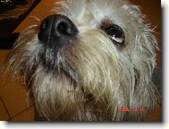 Dandie Dinmont Terrier