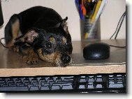 Zwergpinscher