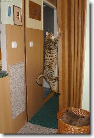 Savannah of Bengal \(Cat\)