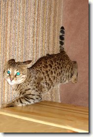 Savannah of Bengal \(Cat\)