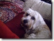 Dandie Dinmont Terrier