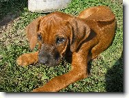 Rhodesian Ridgeback