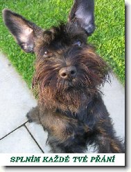 Zwergschnauzer, Miniature Schnauzer