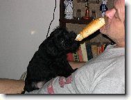 Zwergschnauzer, Miniature Schnauzer