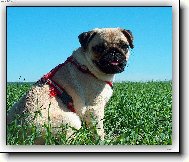 Pug