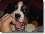 Berner Sennenhund