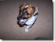 Jack Russell Terrier