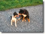 Berner Sennenhund