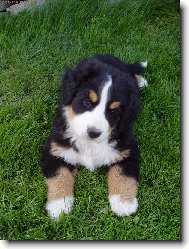 Berner Sennenhund