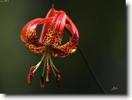 Lilium