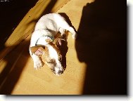 Jack Russell Terrier