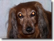 Dachshund