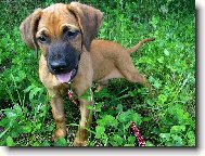 Rhodesian Ridgeback